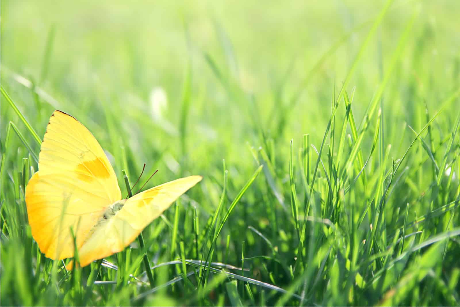 papillon jaune dans l'herbe