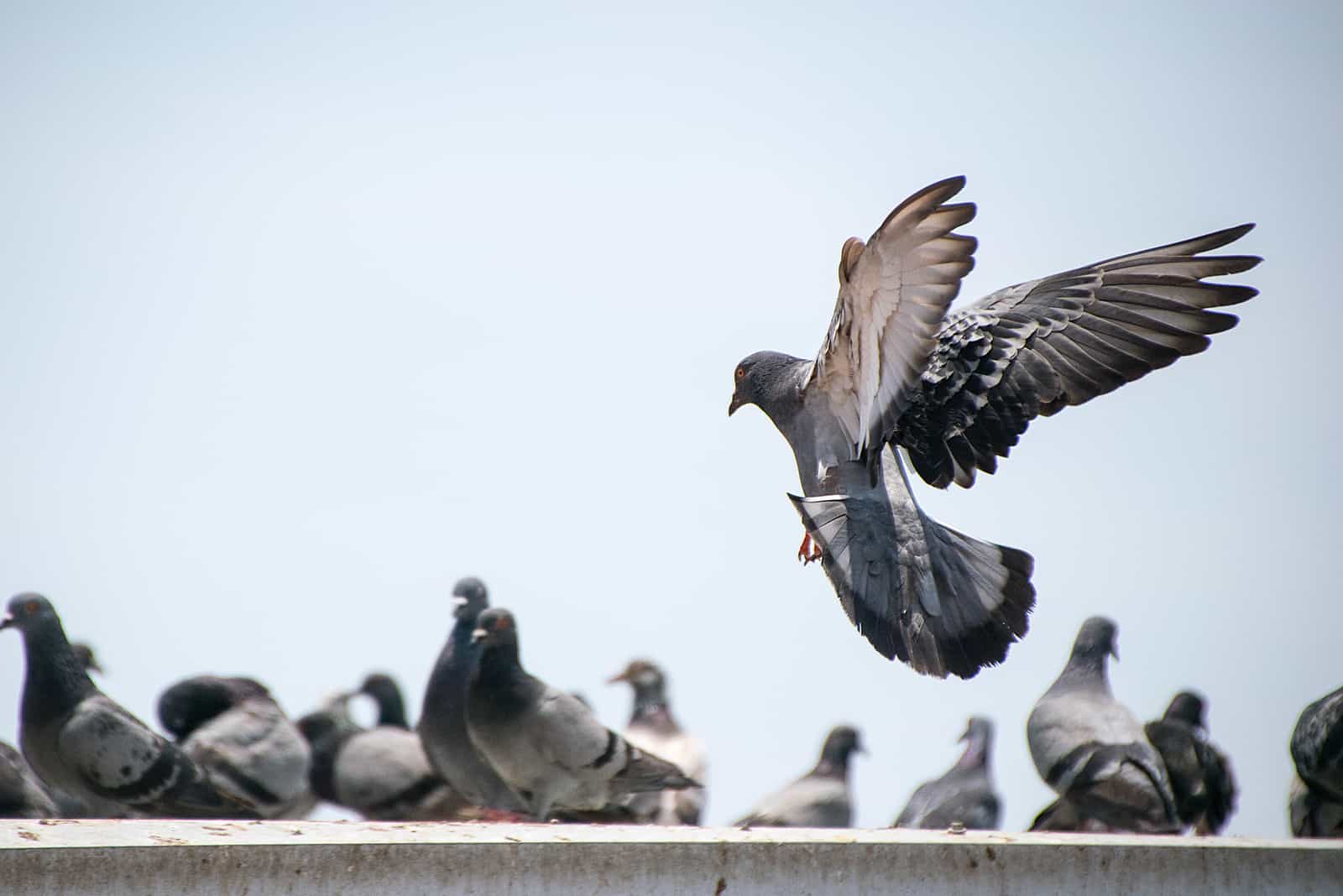 pigeon atterrissant sur un mur de béton