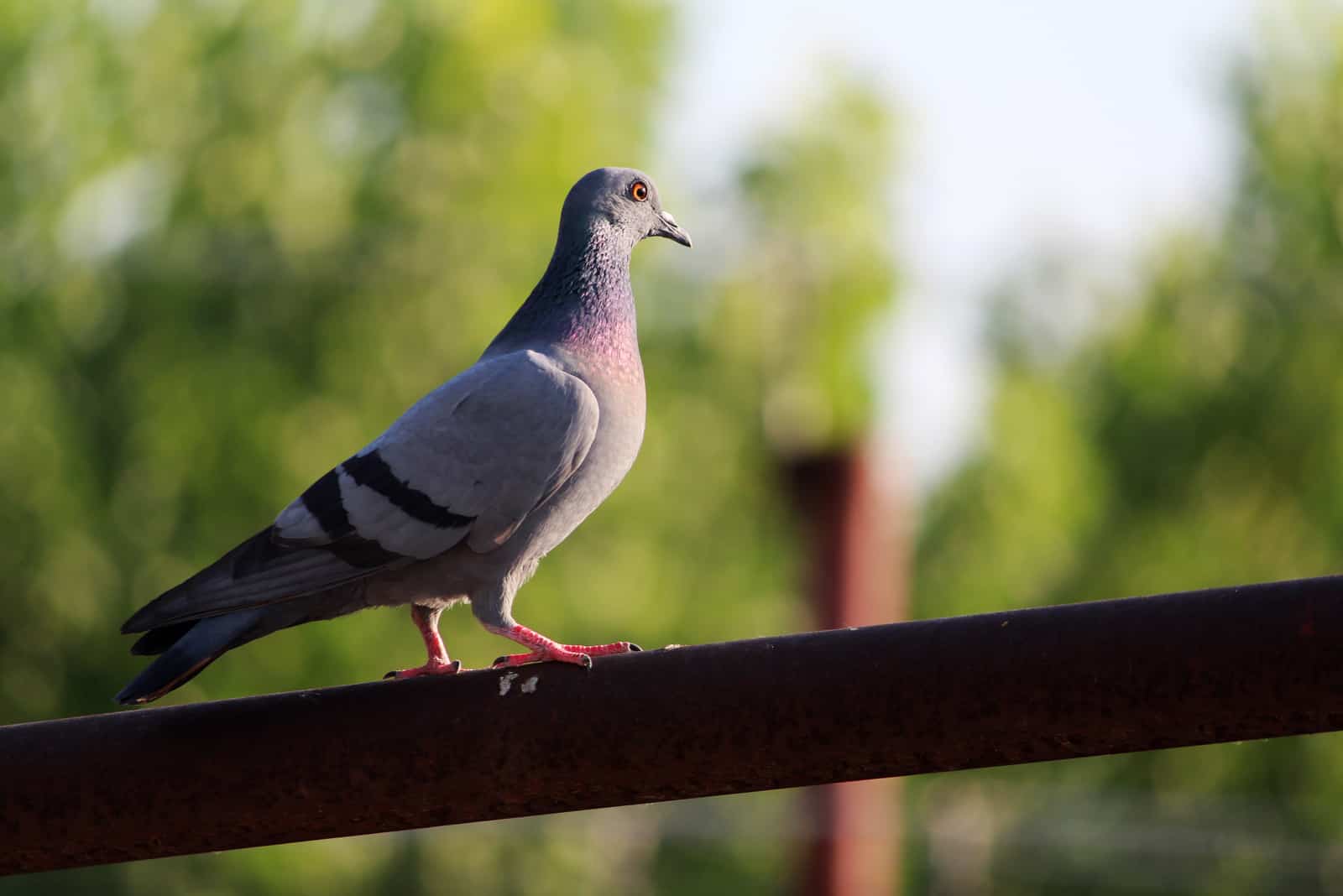 pigeon sur clôture en bois