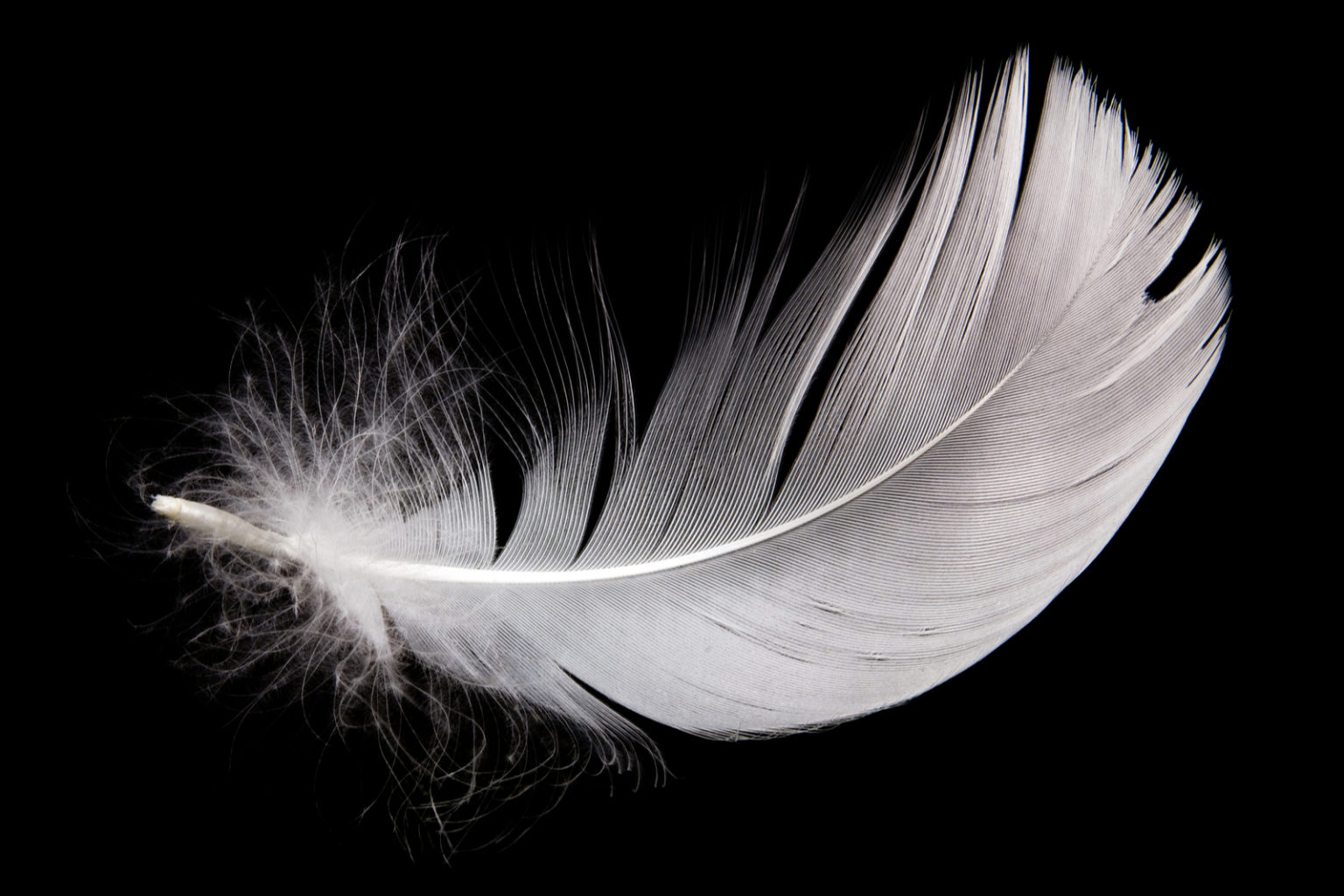La Plume Noire Signification Spirituelle De Cette Couleur