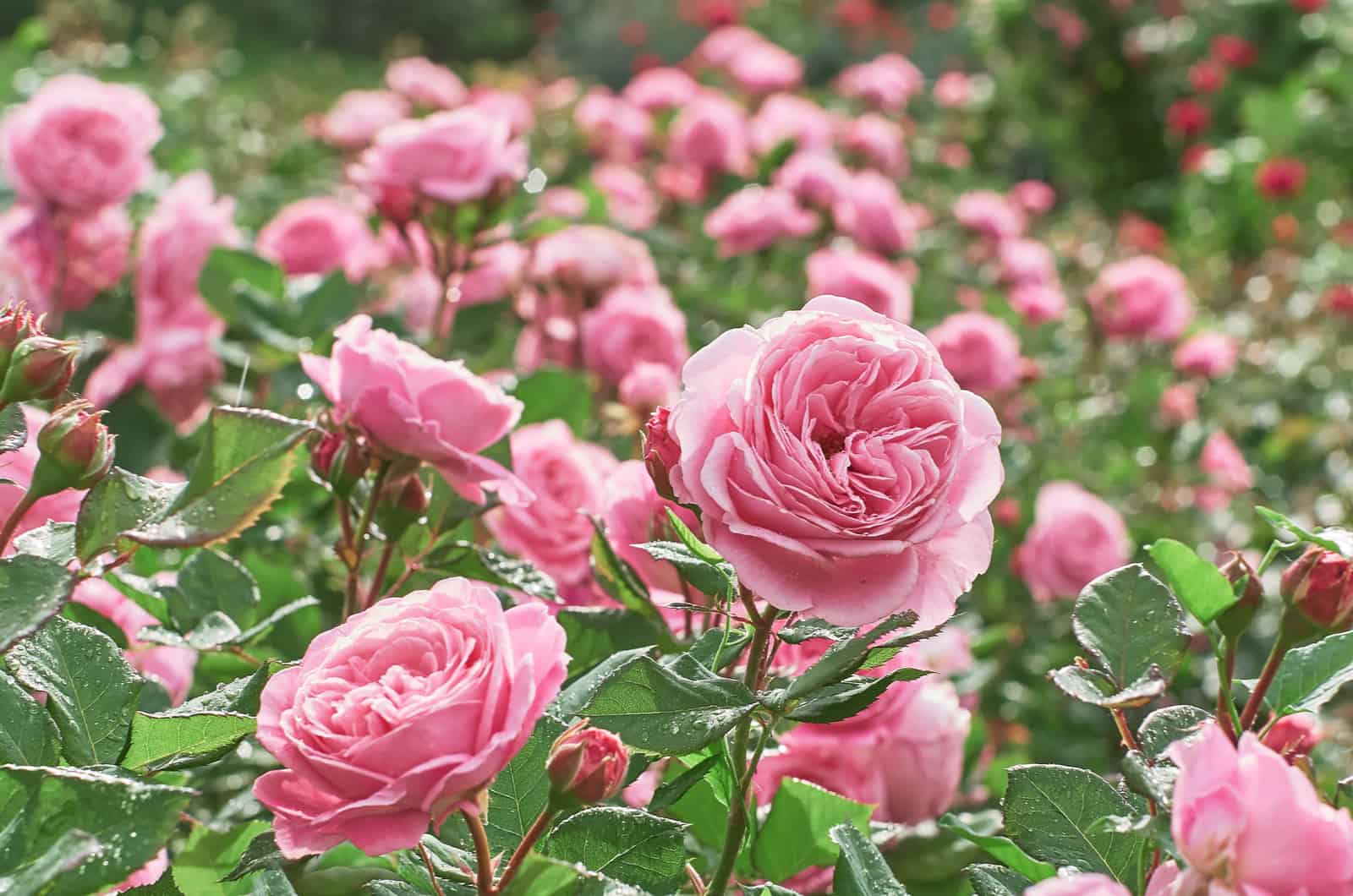 roses roses dans le jardin