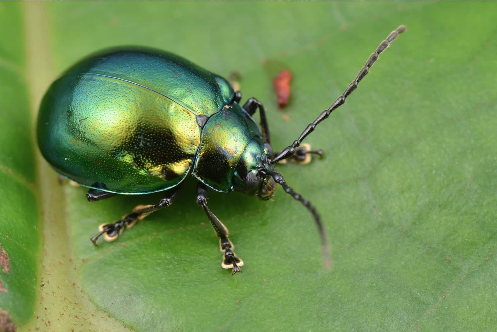 scarabée vert sur une feuille