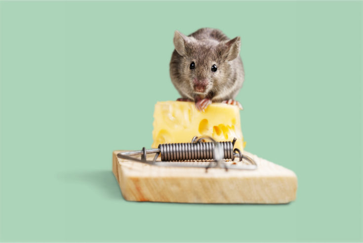 Une Souris Qui Rentre Dans La Maison : Quelle Signification Spirituelle