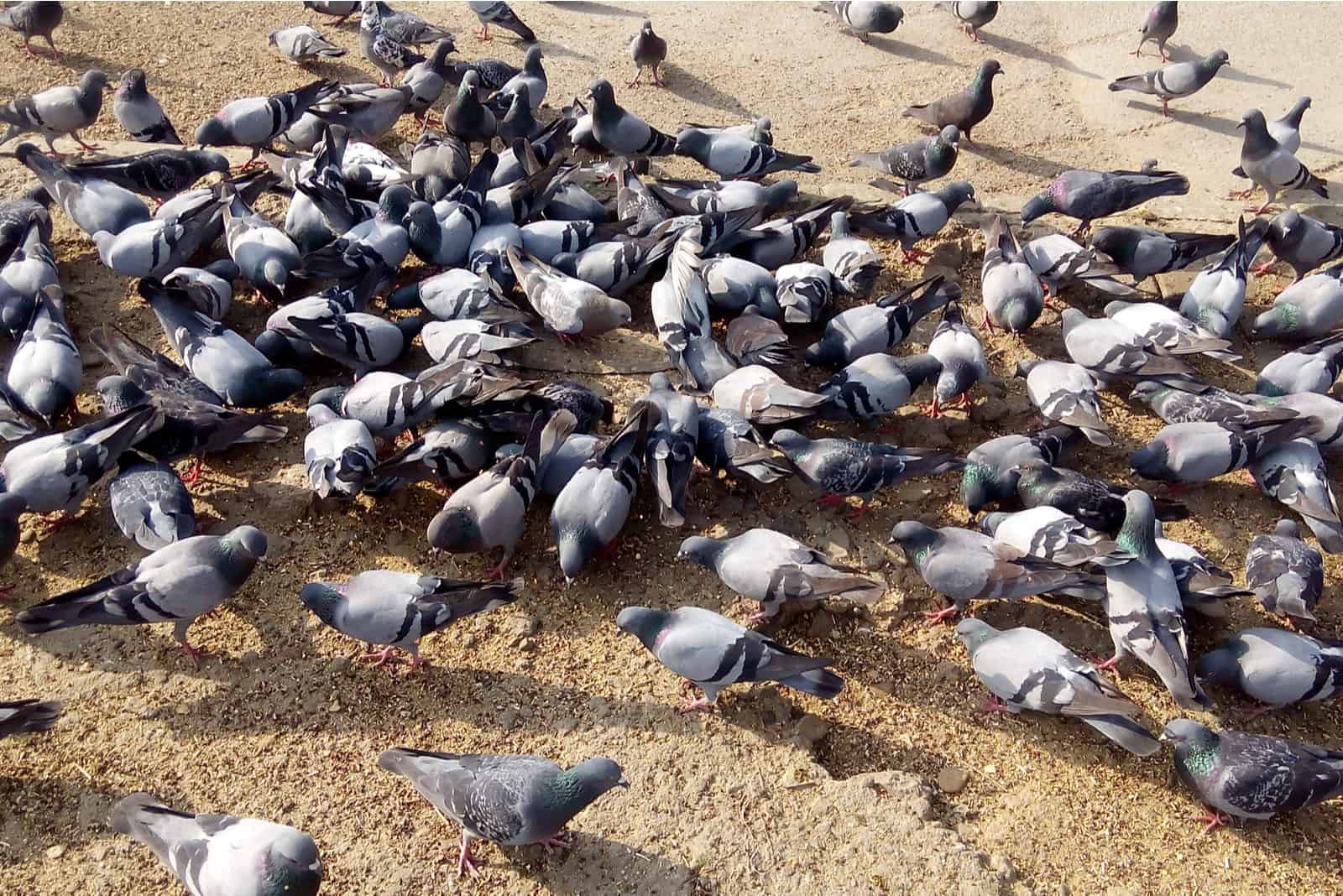 troupeau de pigeons mangeant des graines