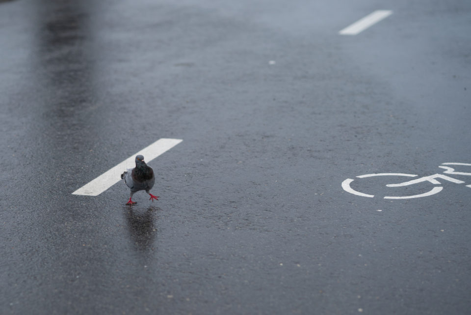 Quelle Est La Signification Spirituelle Des Oiseaux Qui Croisent Votre