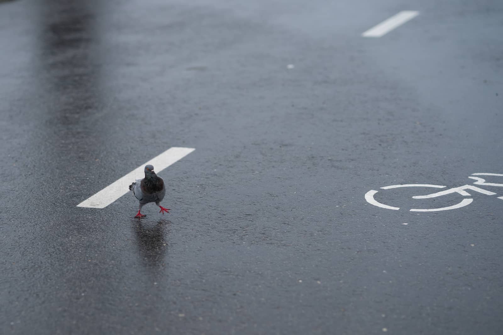 un pigeon marche dans la rue