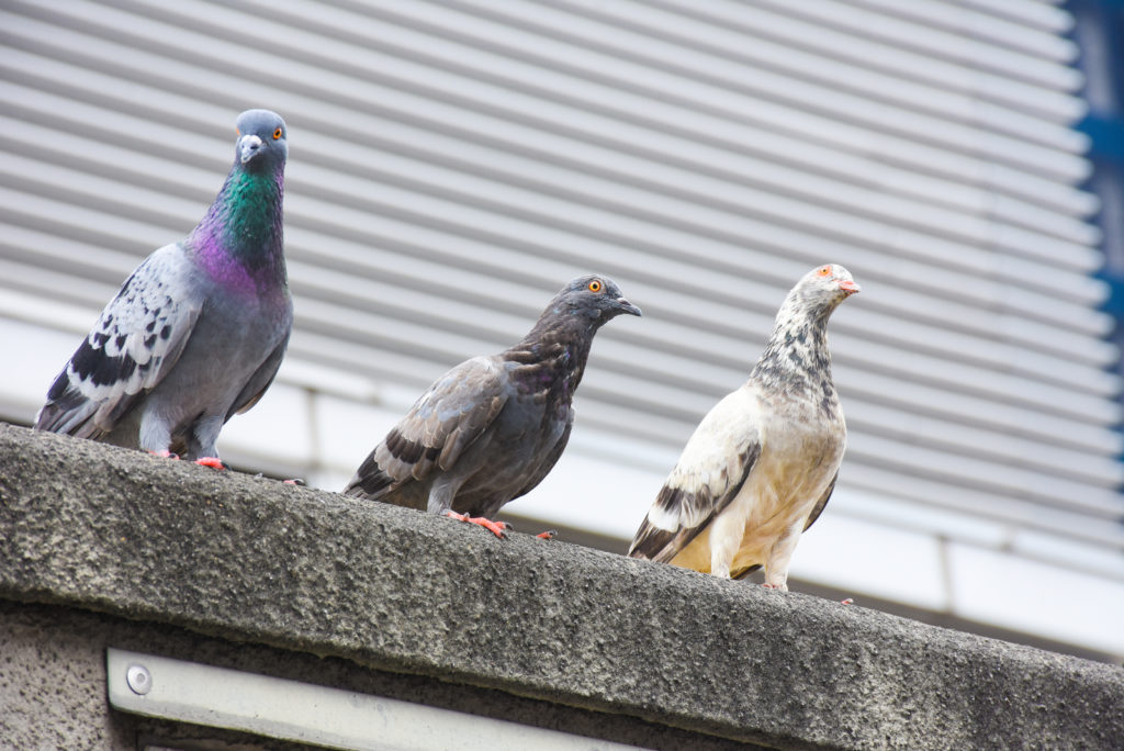 Les Pigeons : Signification Spirituelle Et Message De Ces Oiseaux