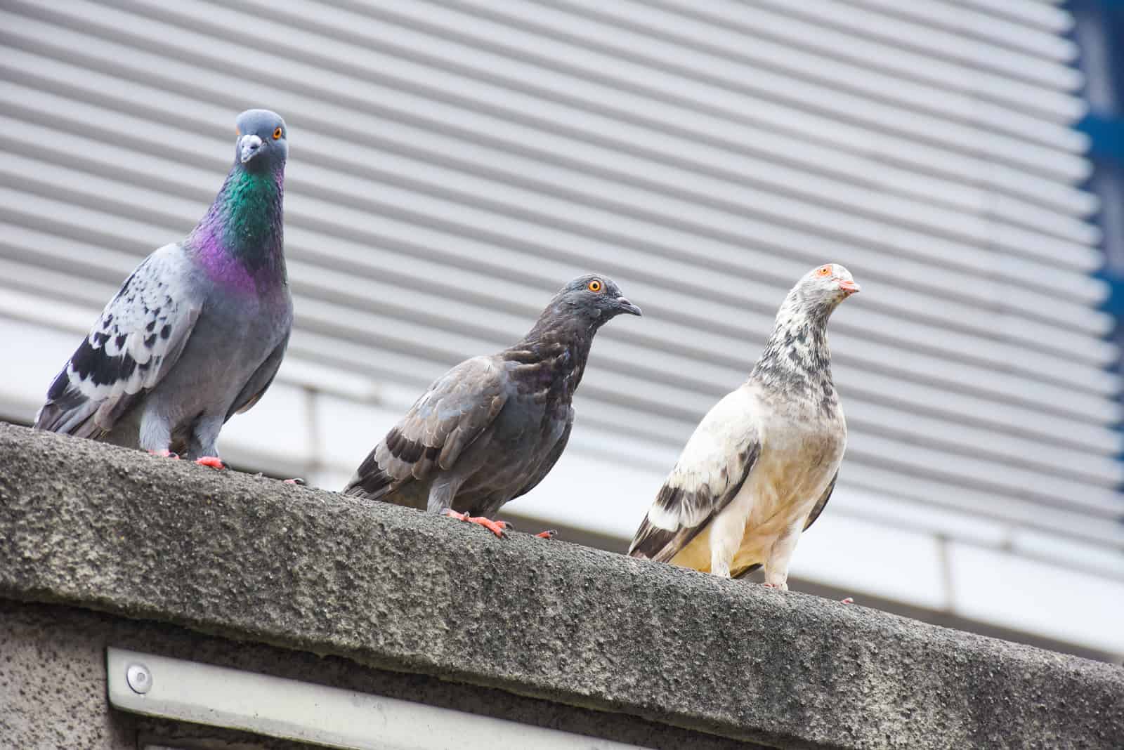 un troupeau de pigeons s'accroche à un mur de béton
