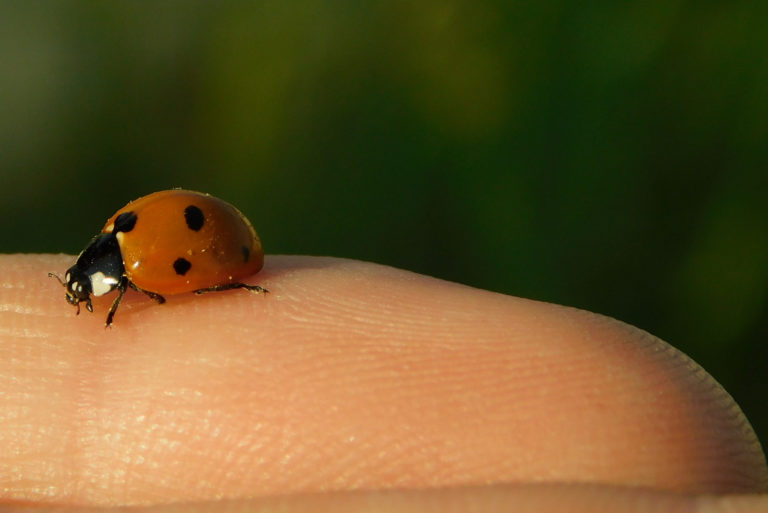 Une Coccinelle Dans La Maison : Signification De Voir Ce Bel Insecte