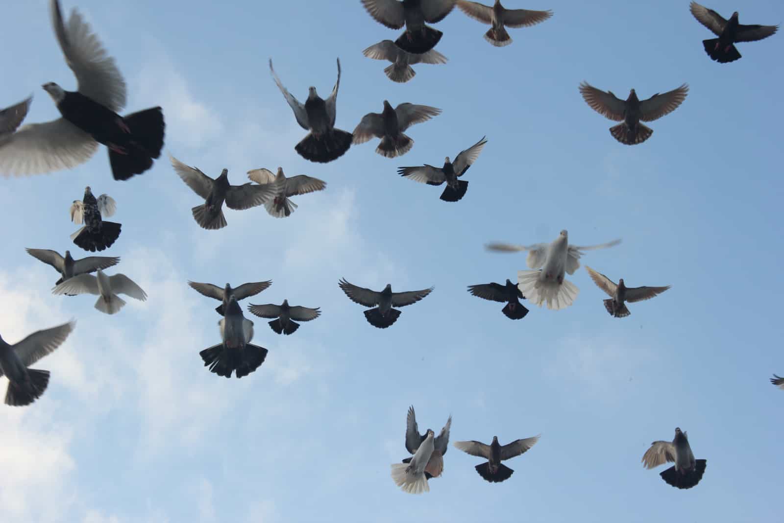 volée de pigeons volant dans le ciel