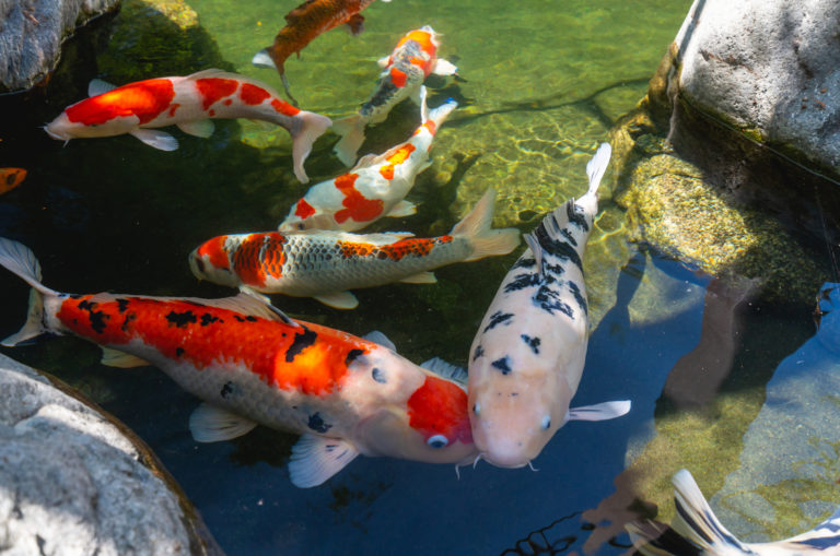 poissons karp koi dans l'eau de la rivière