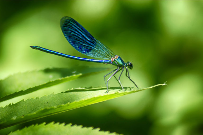 La Libellule on the green leaf