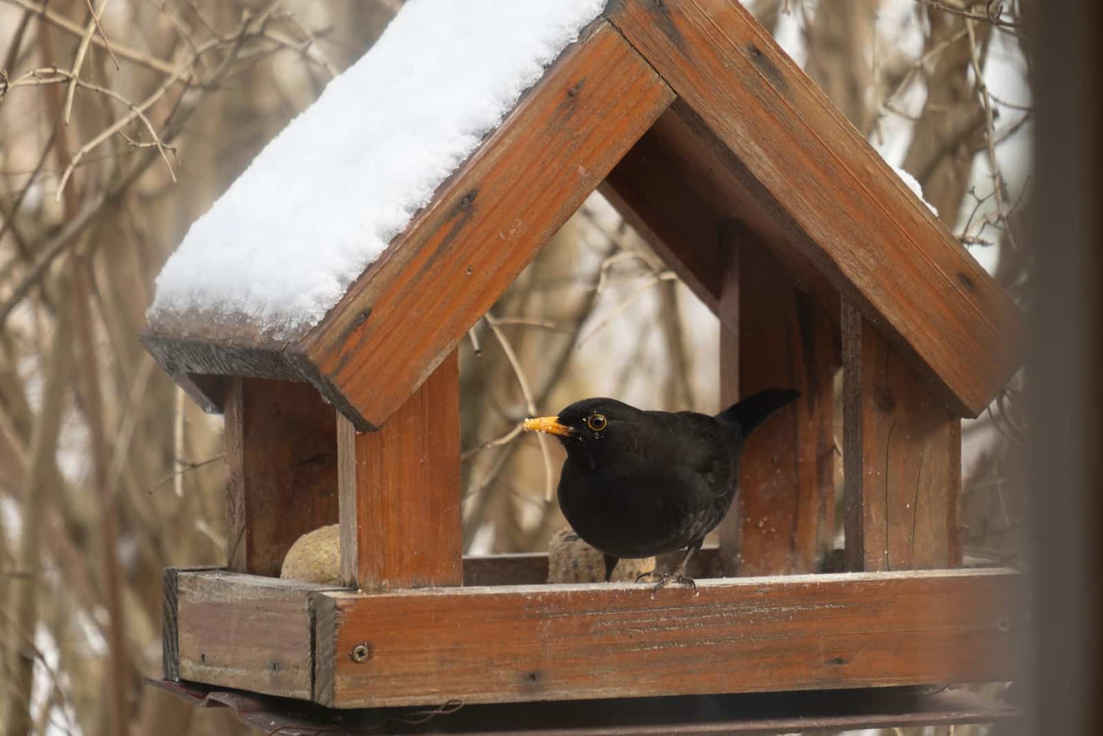 a blackbird sits on a wooden house