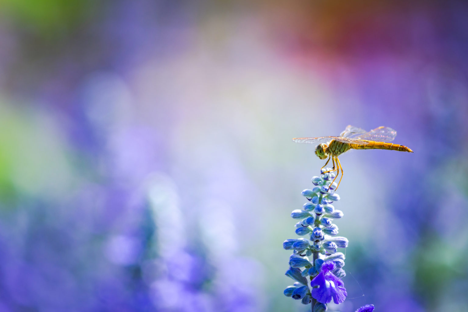 La Libellule : Signification Et Symbole De Cet Insecte Mythique