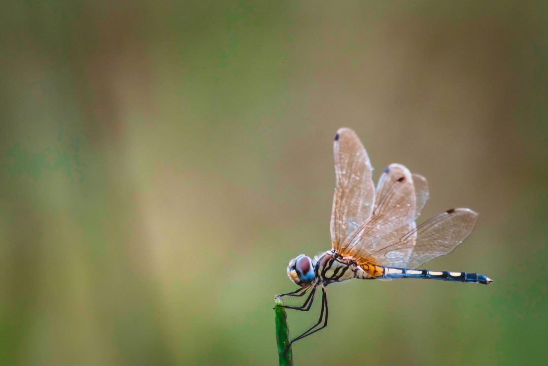 La Libellule Signification Et Symbole De Cet Insecte Mythique