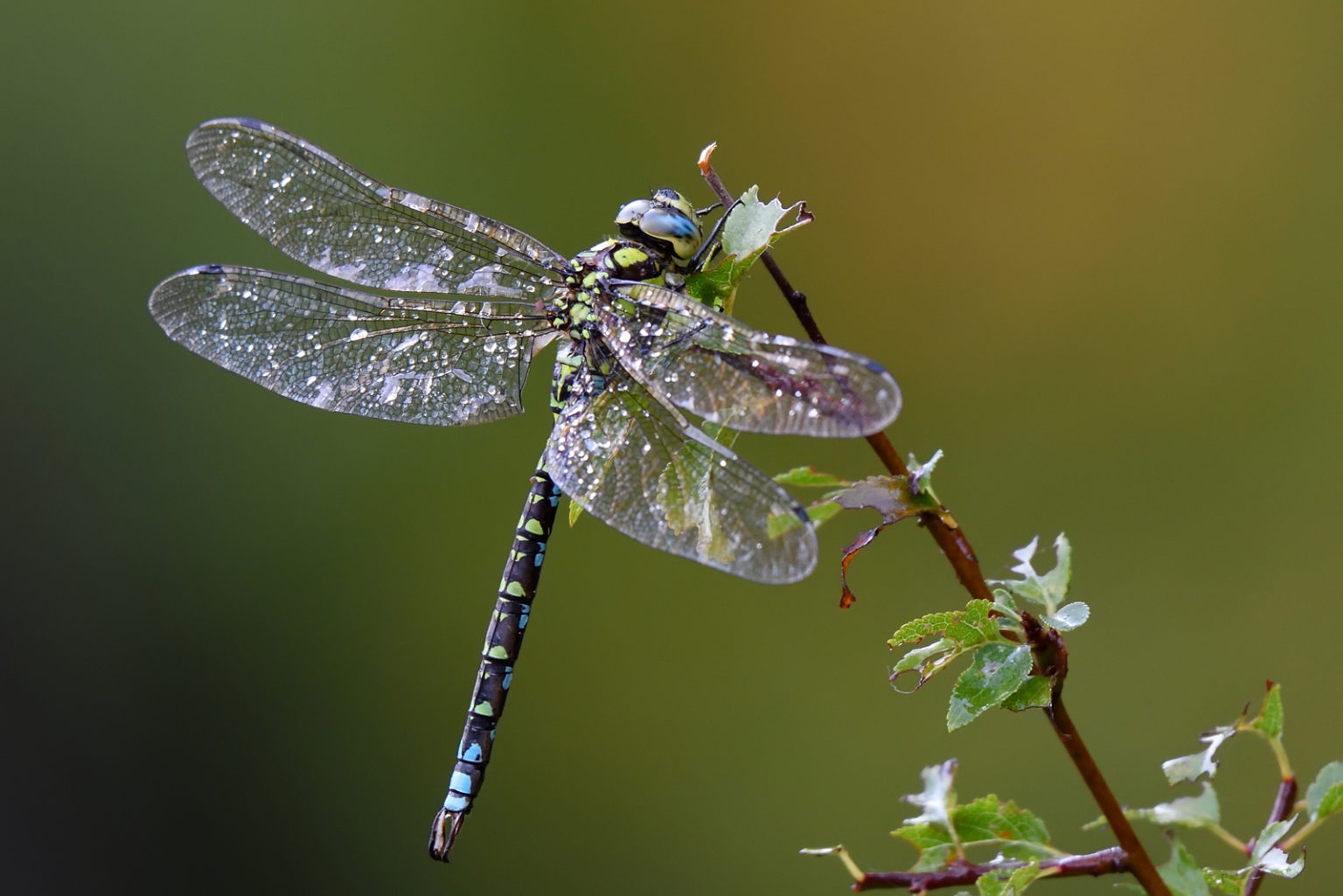 La Libellule Signification Et Symbole De Cet Insecte Mythique