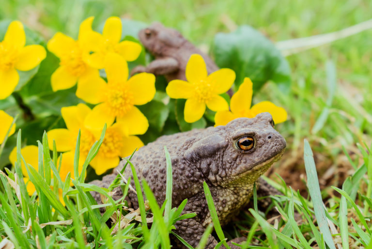 deux crapauds dans le jardin avec des fleurs