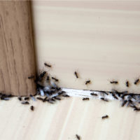 un groupe de fourmis marche sur le sol