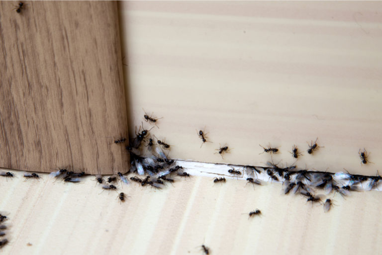 un groupe de fourmis marche sur le sol