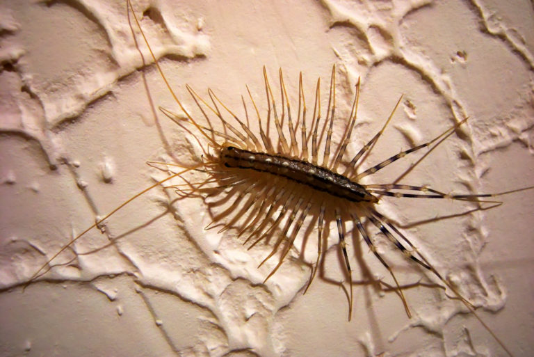 mille-pattes sur mur blanc