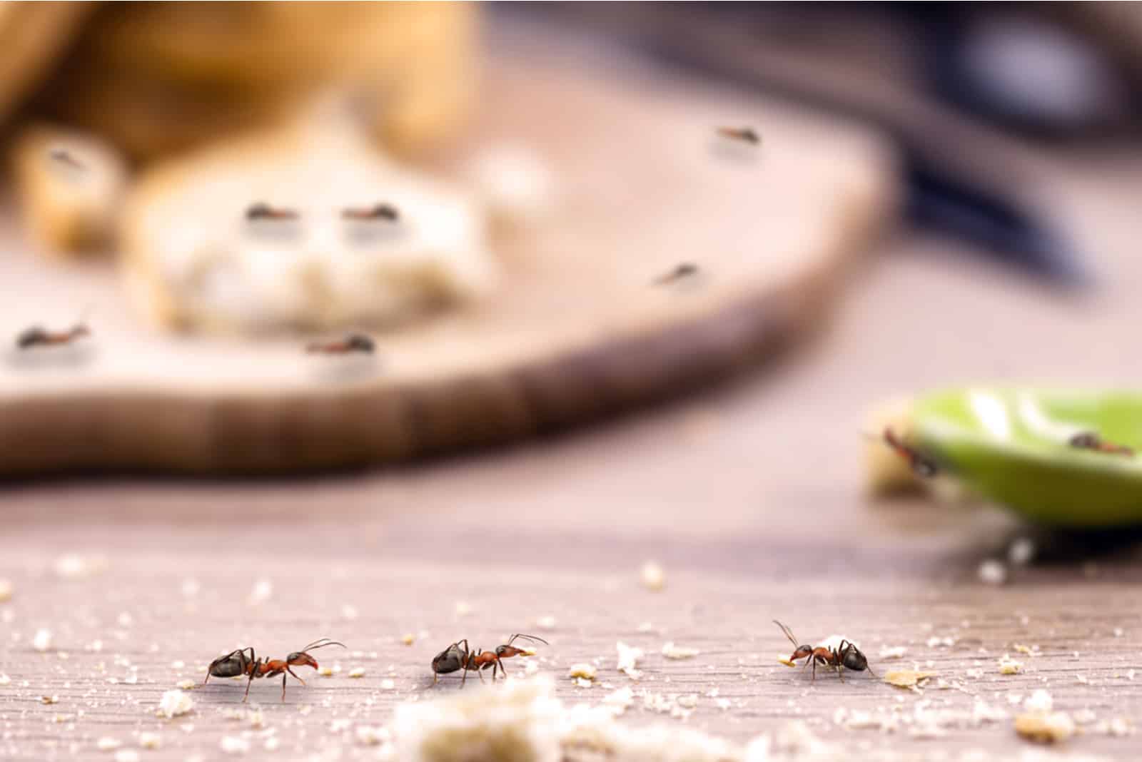 fourmis sur la table