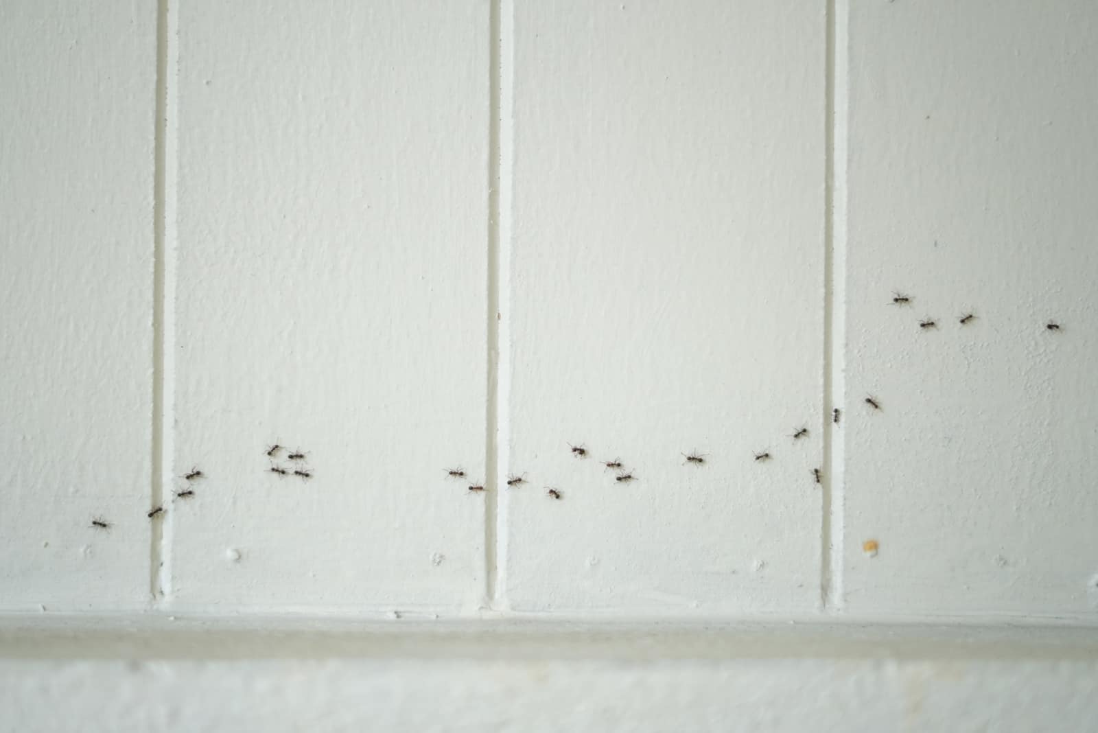 un groupe de fourmis marche le long du mur de la maison