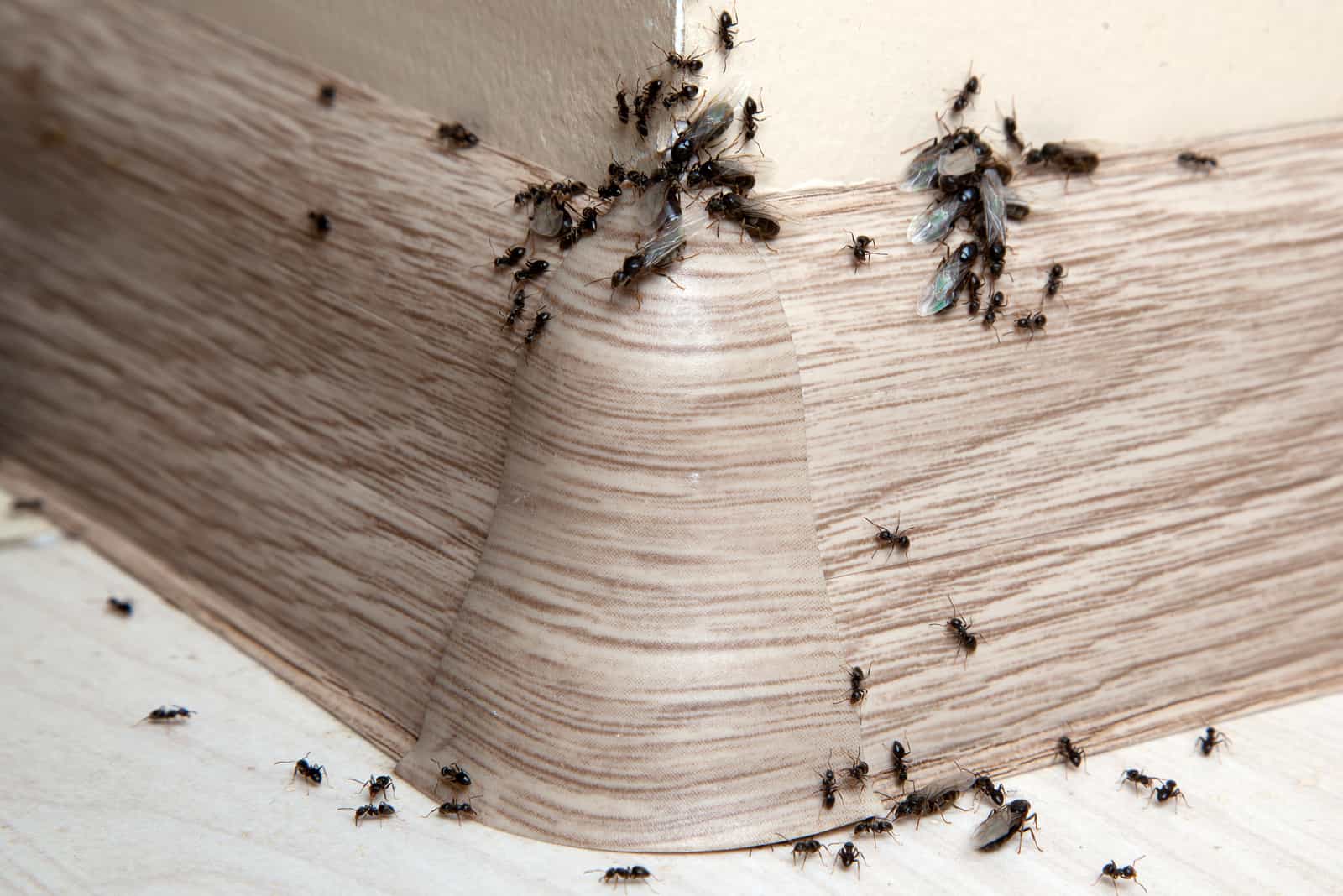 un groupe de fourmis marche sur le stratifié