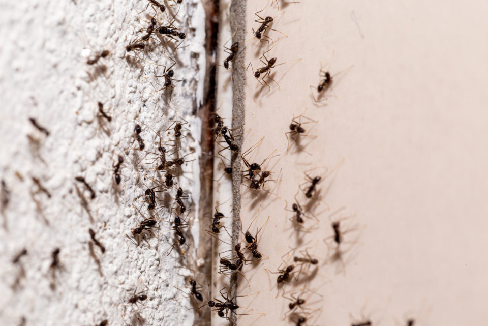 Fourmis Dans La Maison Signification Spirituelle Fourmis Dans La Maison Signification Spirituelle