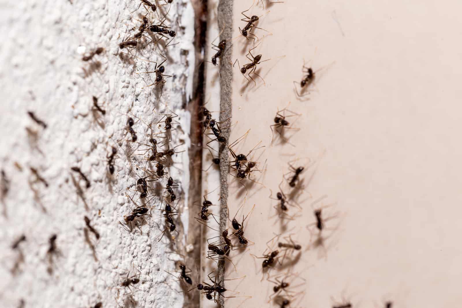 un groupe de fourmis sur le mur
