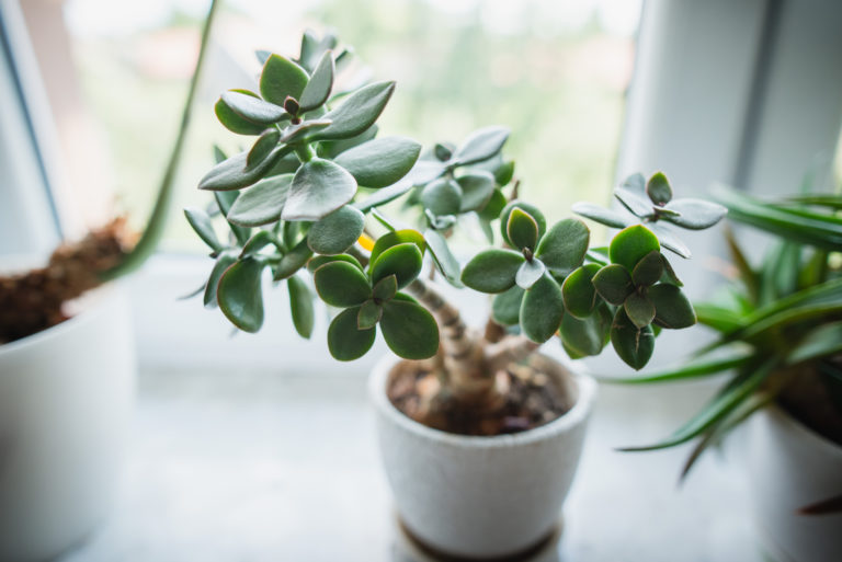 plante de jade près de la fenêtre