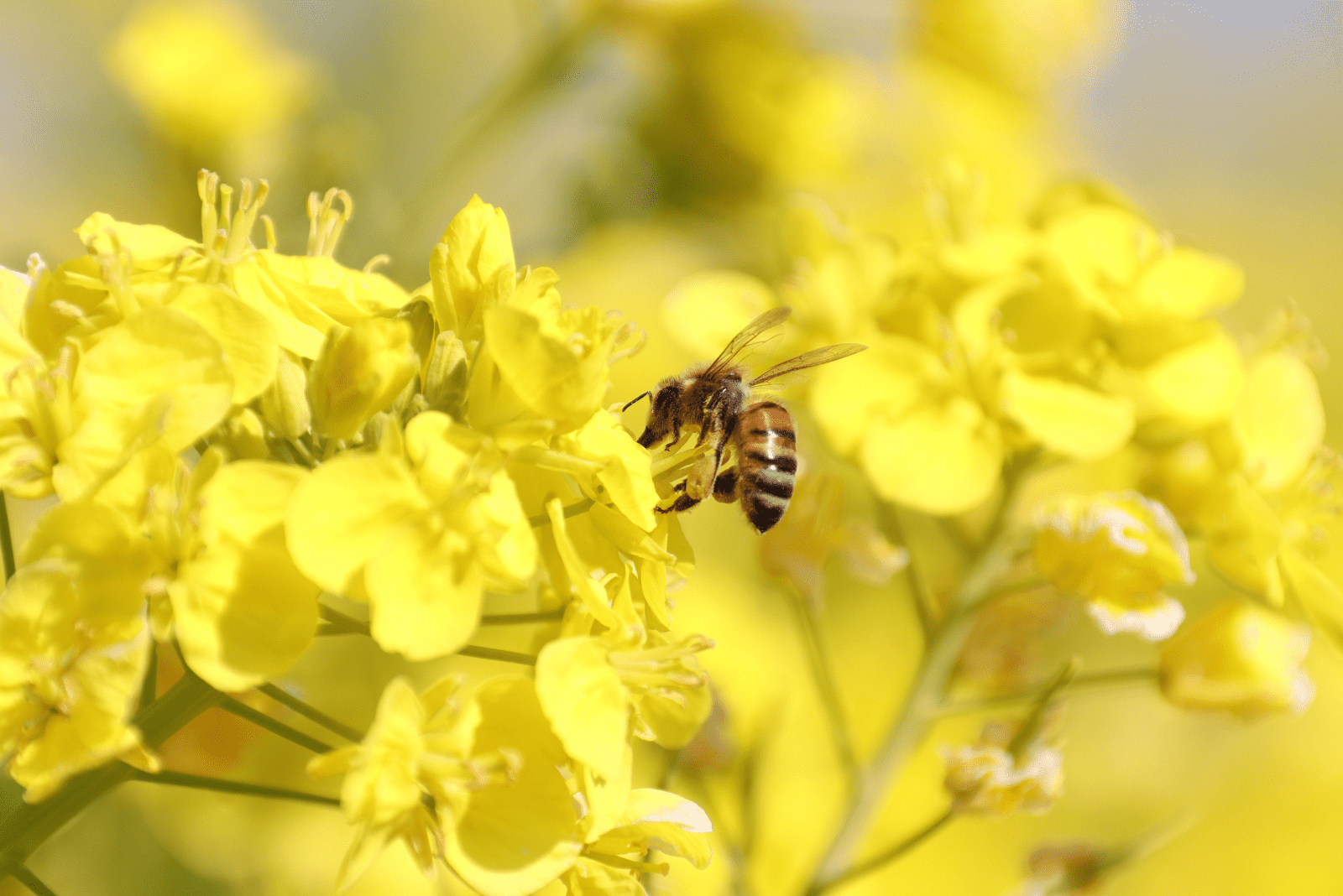 abeille sur fleurs jaunes