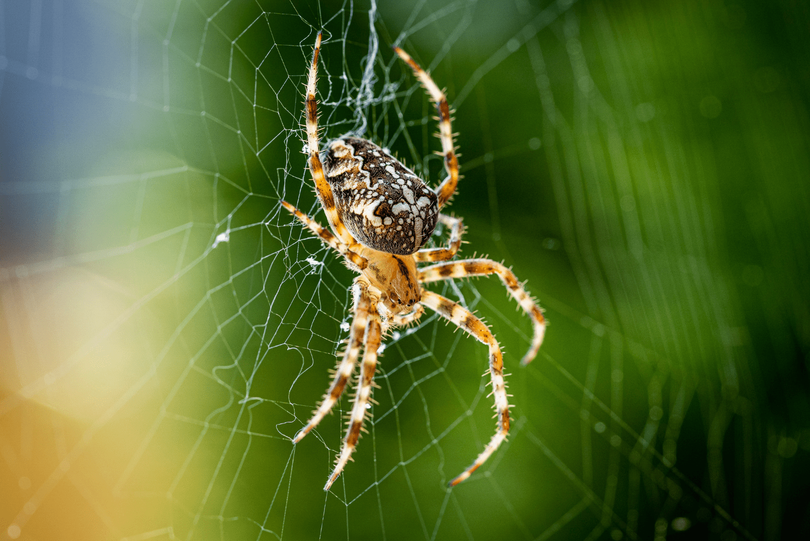 araignée sur le net