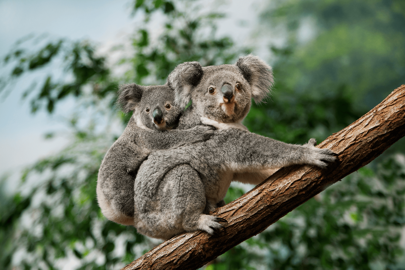 deux koalas sont debout sur un arbre