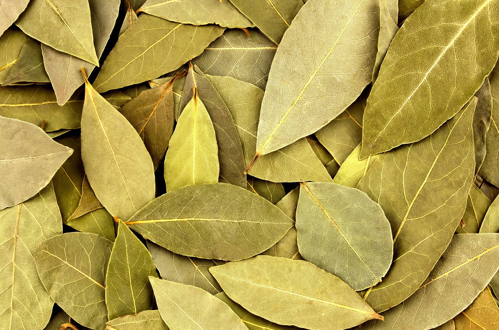 feuilles de laurier séchées