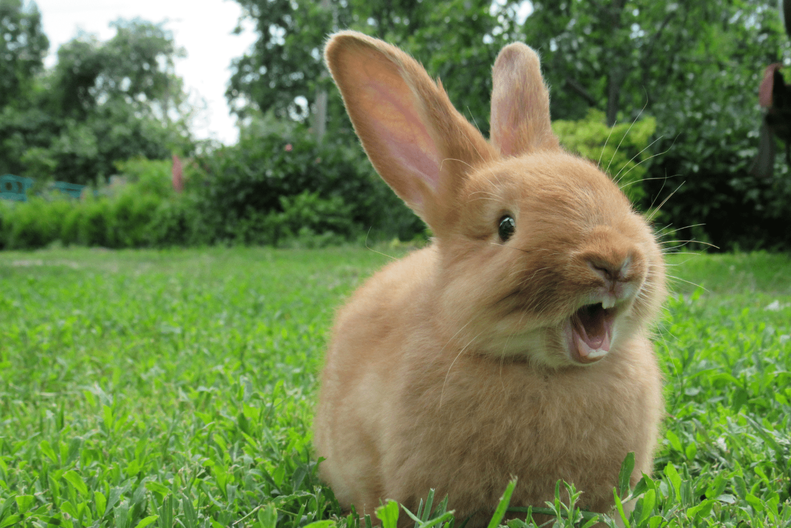 le lapin est debout sur l'herbe verte