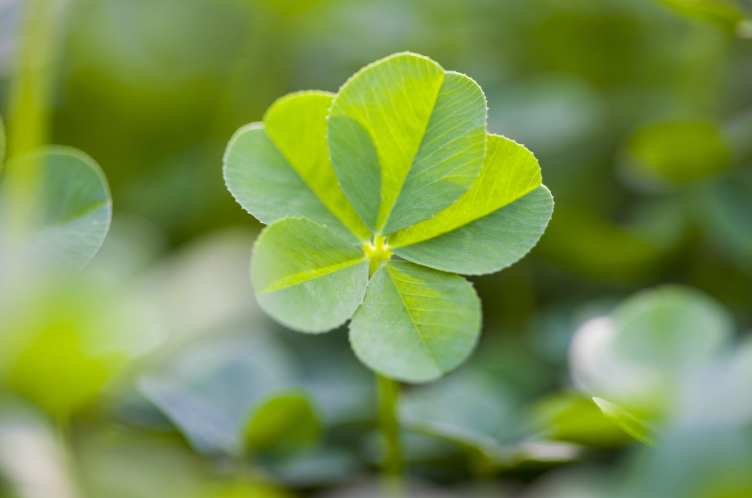Trèfle À 5 Feuilles Signification De Ce Rare Portebonheur