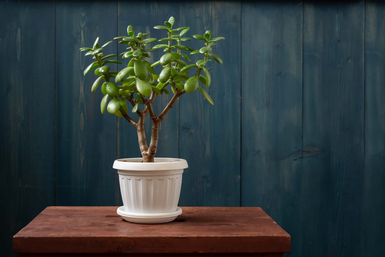 plante de jade dans un pot sur une table en bois