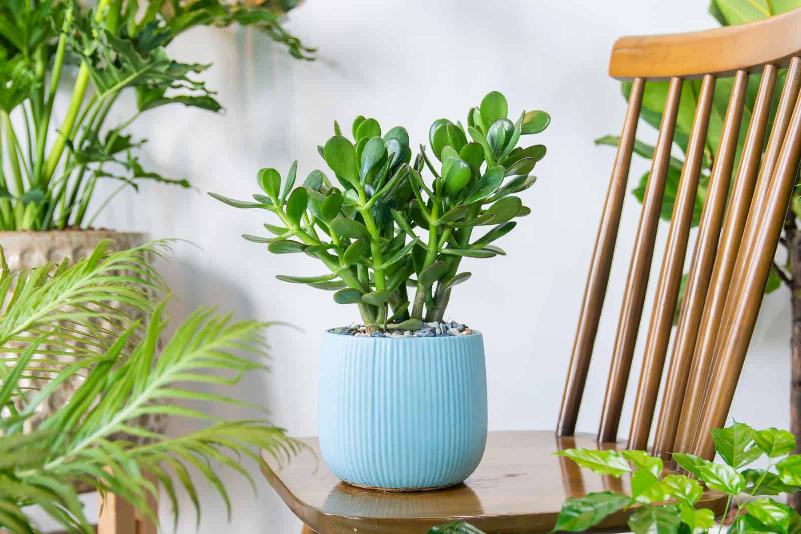 une plante de jade en pot sur une chaise