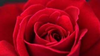La Rose Rouge Et Sa Signification Spirituelle Cachée