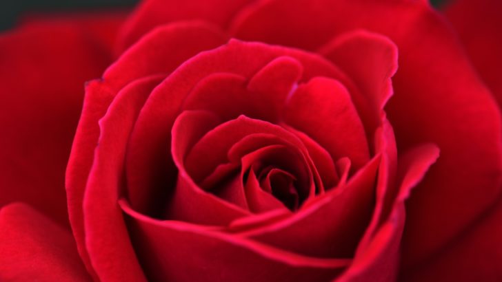 La Rose Rouge Et Sa Signification Spirituelle Cachée