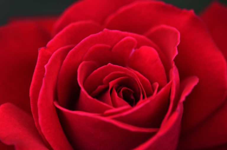 rose rouge