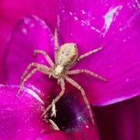 araignée sur une fleur