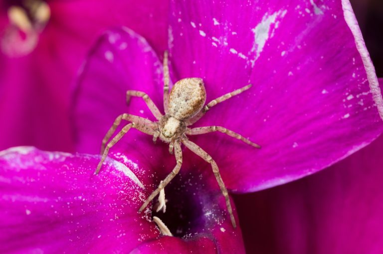 araignée sur une fleur