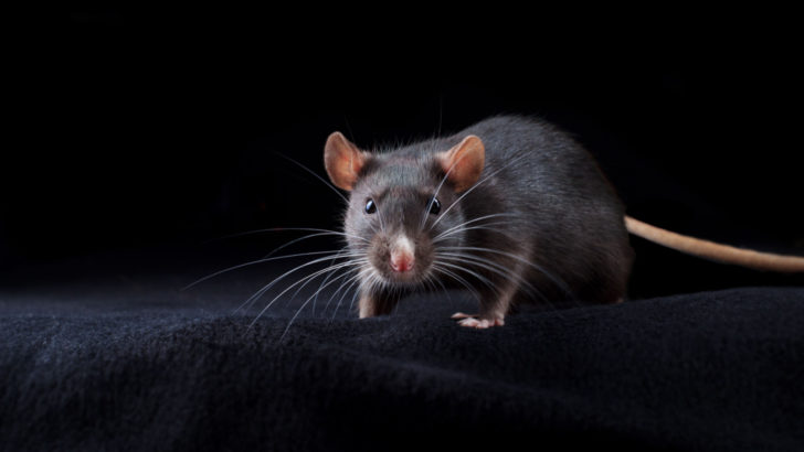 Voir Un Rat : La Signification Spirituelle De Ce Rongeur