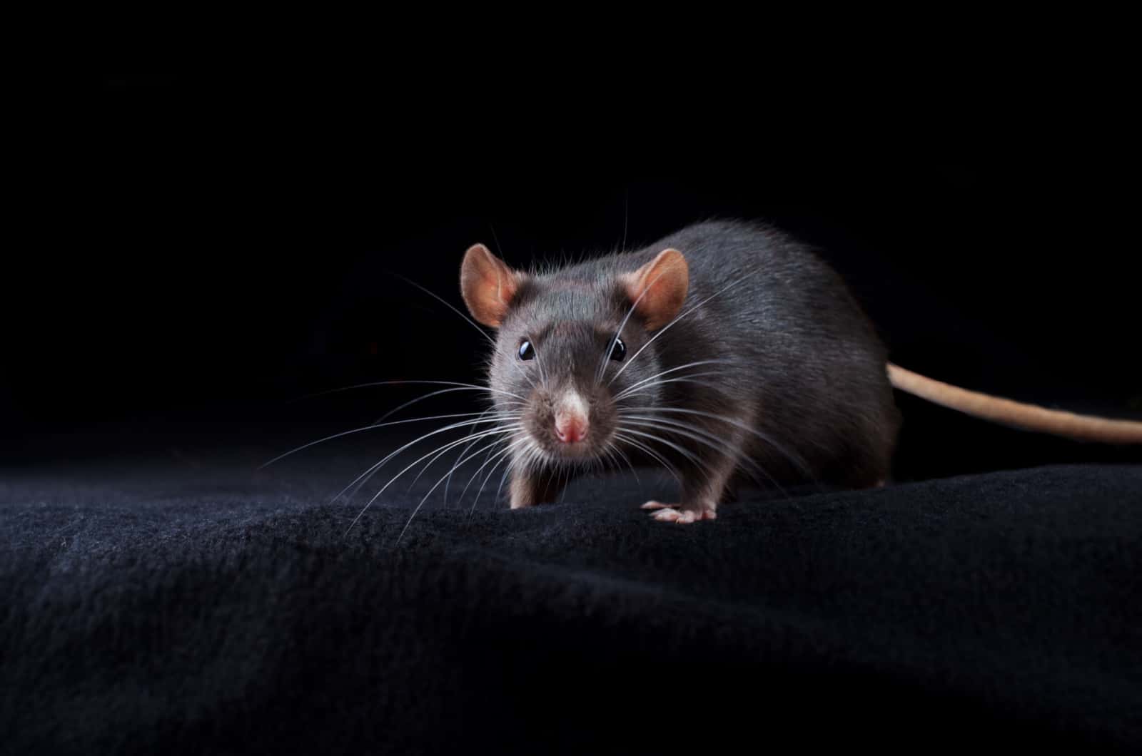 rat gris
