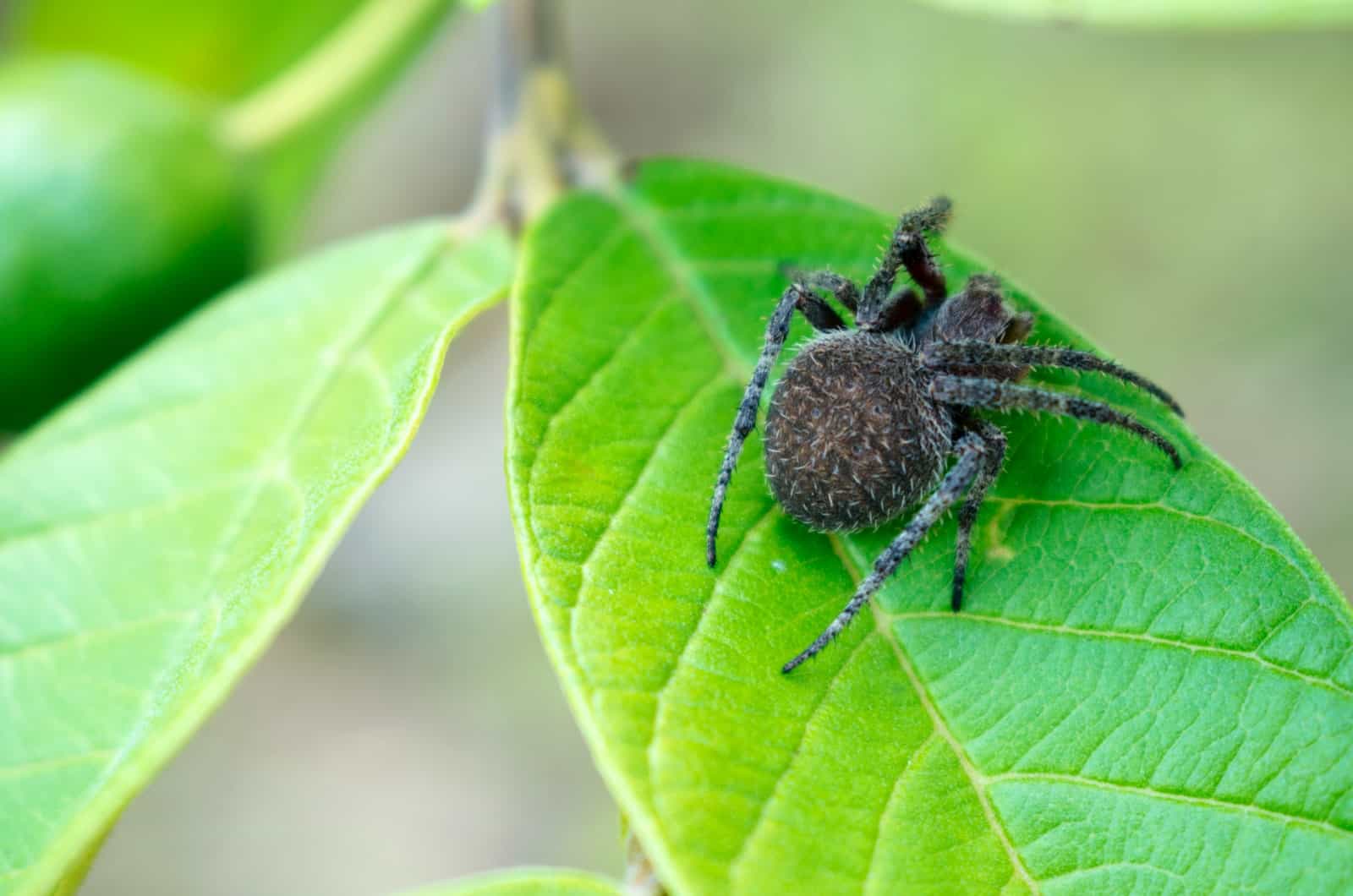 araignée sur une feuille verte