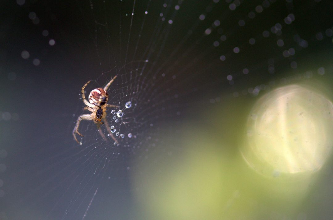 L’araignée Signification Spirituelle De Cet Animal Totem