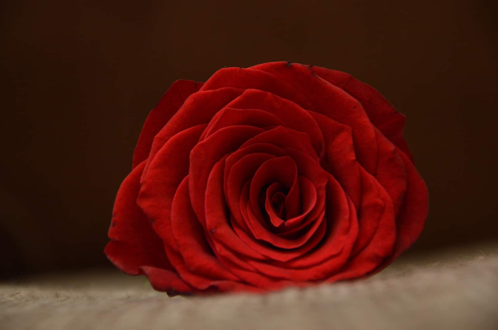 belle rose rouge