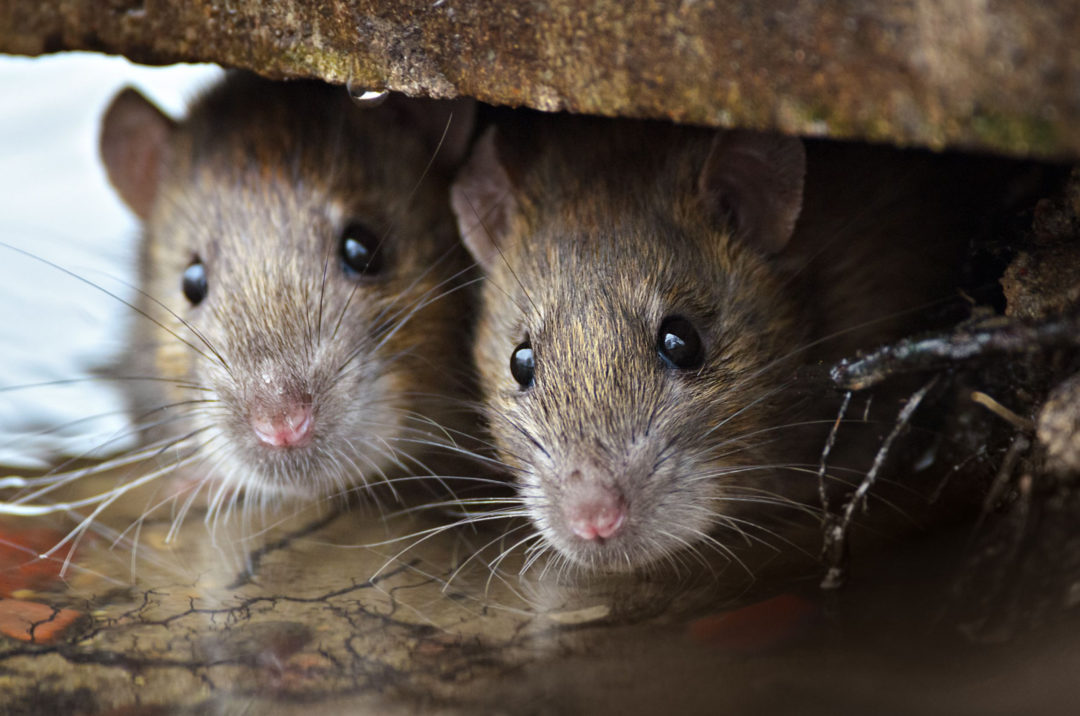 Voir Un Rat La Signification Spirituelle De Ce Rongeur