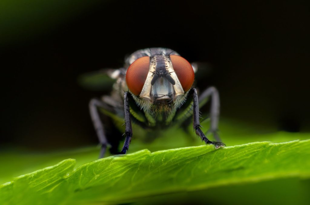 La Mouche : Signification Spirituelle De Cet Animal Totem